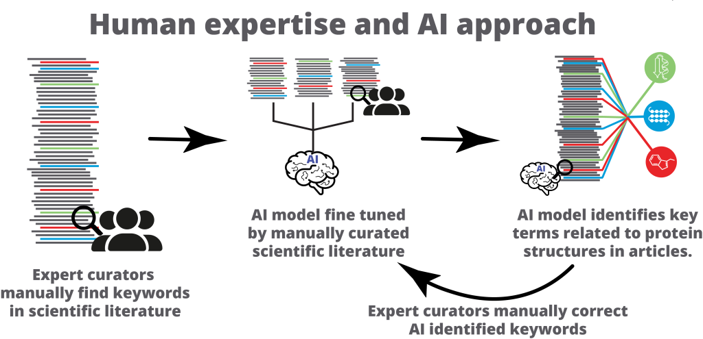 Human expertise and AI approach. Step 1. Expert curators manually find keywords in the scientific literature. Step 2. This scientific literature is used to fine tune an AI model. Step 3. The AI model identifies key terms related to protein structures in articles. Step 4. The expert curators manually correct the AI model annotations and this is fed back into the AI model to further fine tune it. This loop of human manual curation and AI model key term identification happens in a loop to better fine tune the AI model. 